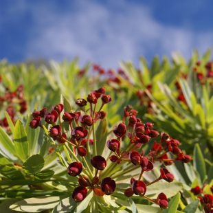 Euphorbia atropurpurea